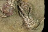Plate of Five Jimbacrinus Crinoid Fossils - Australia #155927-3